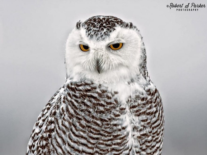 #your_best_birds: Fantastic Birds Photography by Robert S. Parker
