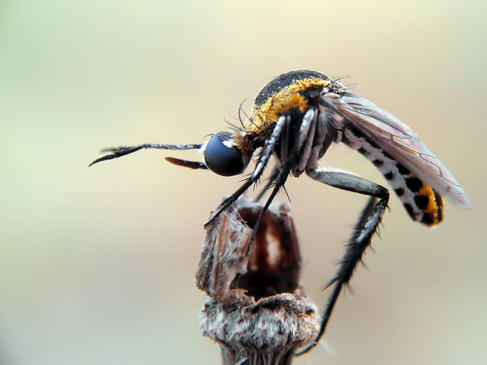 Stunning Macro Photography of Insects by Okqy Setiawan #macro #photography #insect