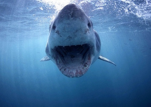 OverDoz #jaws #shark