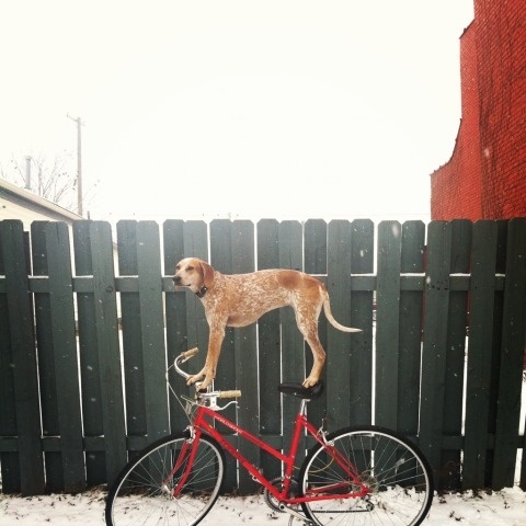 swissmiss | Maddie On Things #photography #bike #dog