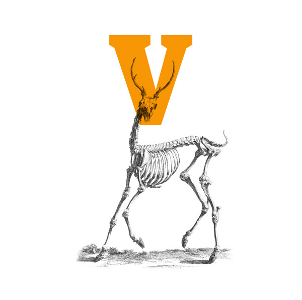 Vertebrata™ - Typeface Family on Behance #typography #illustration #skeleton #deer #doe #letter #black and white #design