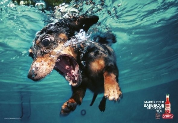 Cepêra Extra Strong Pepper Sauce: Dachshund | Ads of the World™ #pepper #sauce #photo #advertisement #hot #underwater #dog