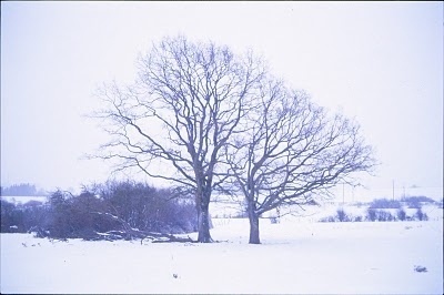 Triangular Love. #photography #tree #winter