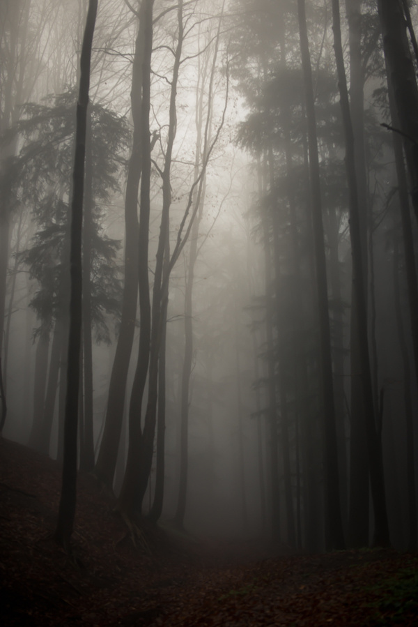 Stopping by Woods on Behance #woods #photography #fog