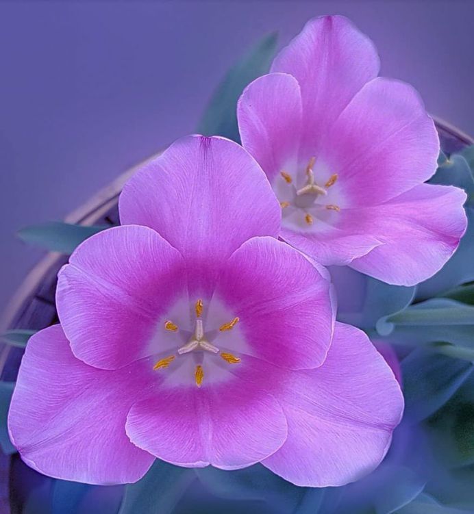 Brilliant Tulips by Yenny