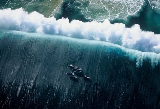 Surfing Dolphins by Greg Huglin #photo