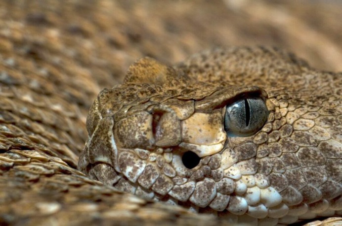 serpiente-de-cascabel-1000x664.jpg (960×637)