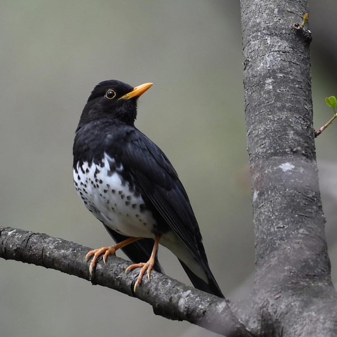 Birds of Japan: Beautiful Bird Photography by Hiroyuki Niimi