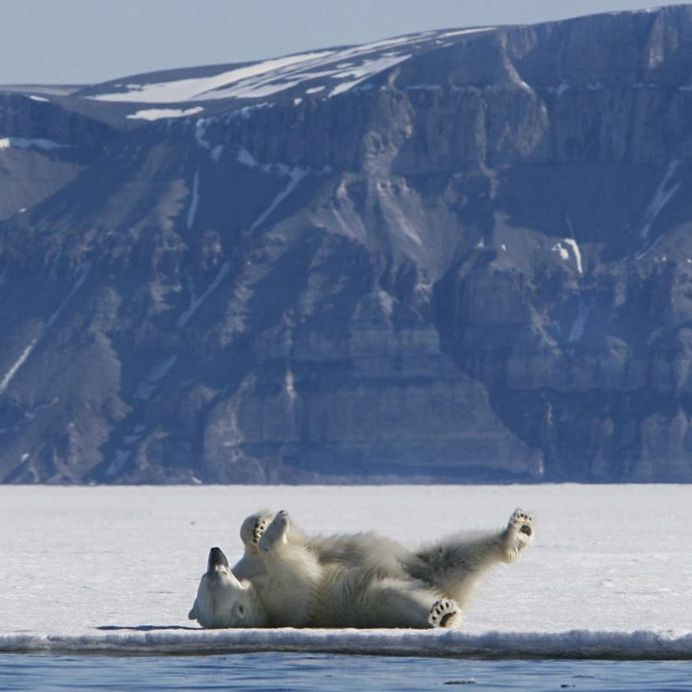 Paul Nicklen Documents The Ice and Wildlife of The Polar Regions
