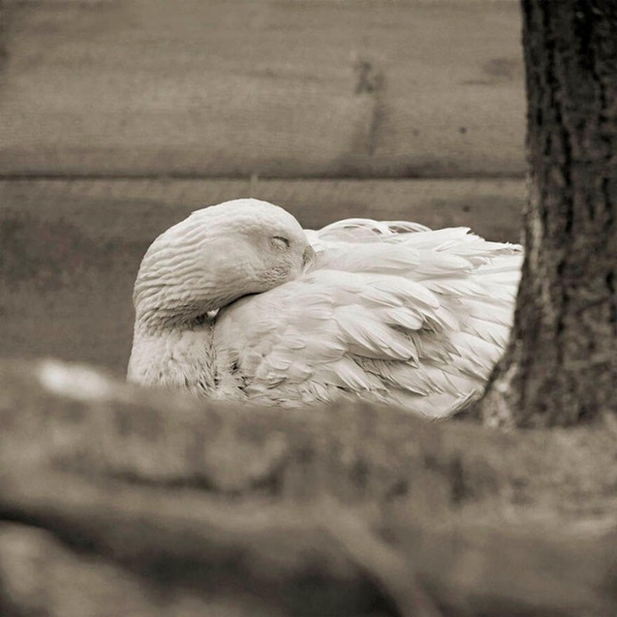 Embden Goose, Age 28