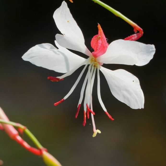 #ig_flowers: Beautiful Flowers Photography by Yasushi Kawakami