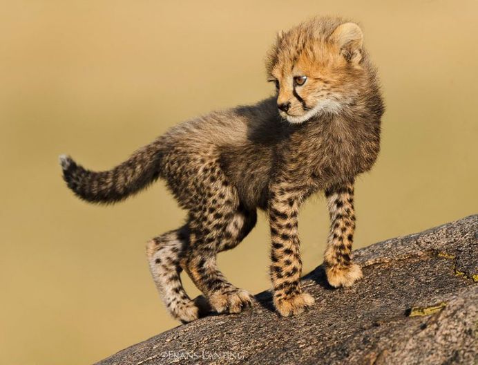 From the Amazon to Antarctica: WIldlife Photography by Frans Lanting