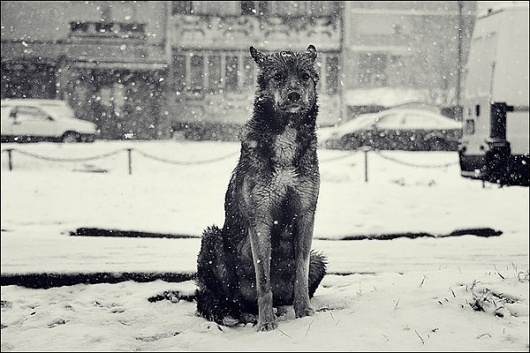 Victor Eredel | PHOTO DONUTS DAILY INSPIRATION PHOTOGRAPHY #patience #winter #loyalty #photography #dog
