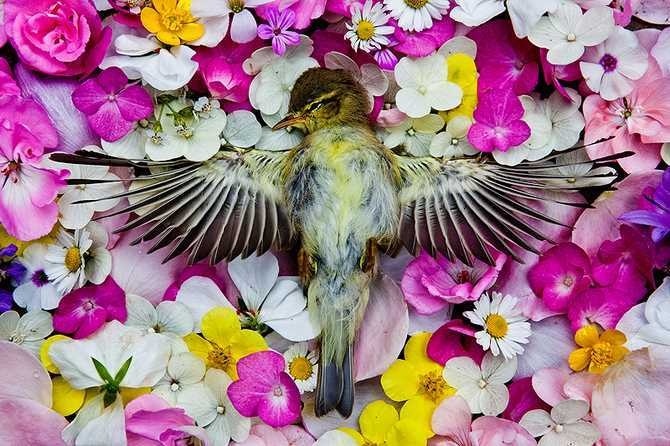Natura Morta by Maria Ionova-Gribina #inspiration #photography #art