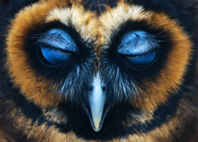 Photo by Robert Utrecht #owl #animals