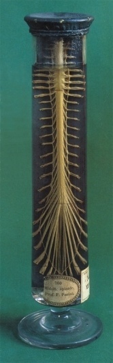 Morbid Anatomy: January 2009 #spine #photo #jar