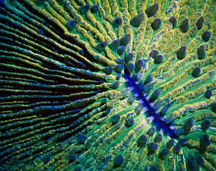 Macro Timelapse Revealing the Gorgeous Colors of Coral