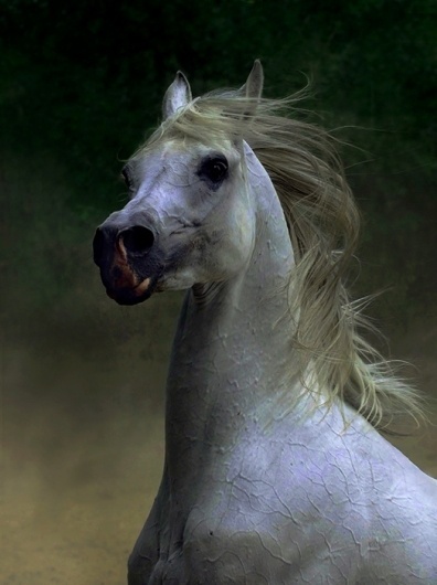 Stunning Horse Photography by Wojtek Kwiatkowski | Abduzeedo | Graphic Design Inspiration and Photoshop Tutorials #photography #horse