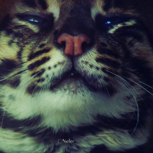 gobernar como un gato ~♛´ •.·♥ | la fotografía | #leopard #wild #eyes #cat #face #animal #baby