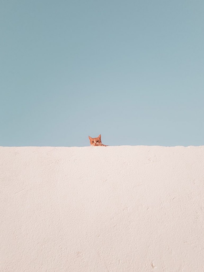 Brown Tabby Cat Wallpaper
