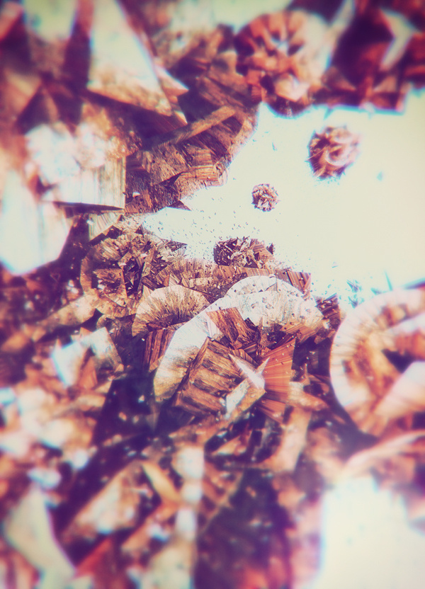 atelier olschinsky #illustration #photography #metamorphose