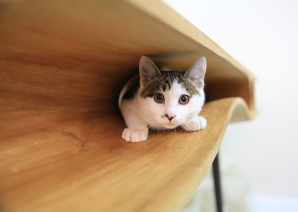 CATable by Hao Ruan offers a work surface for cats and their owners #design #cat #wood #furniture #industrial #table