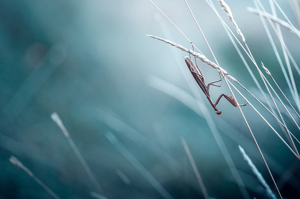 Stephane Occhipinti #inspiration #photography #macro