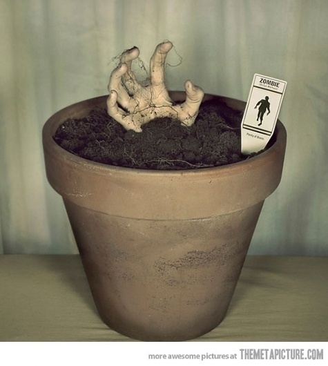 Grow your own zombie #zombie #grow #pot