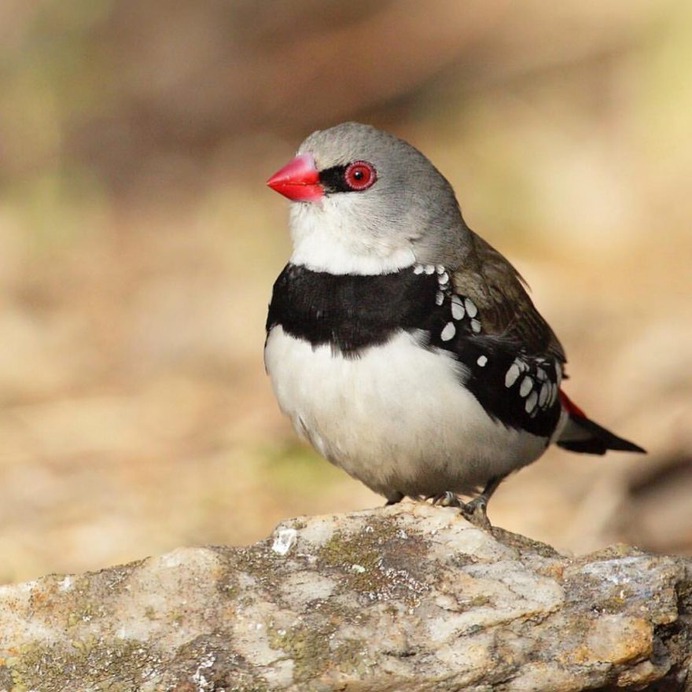 Birds of Australia: Beautiful Bird Photography by Heather Thorning