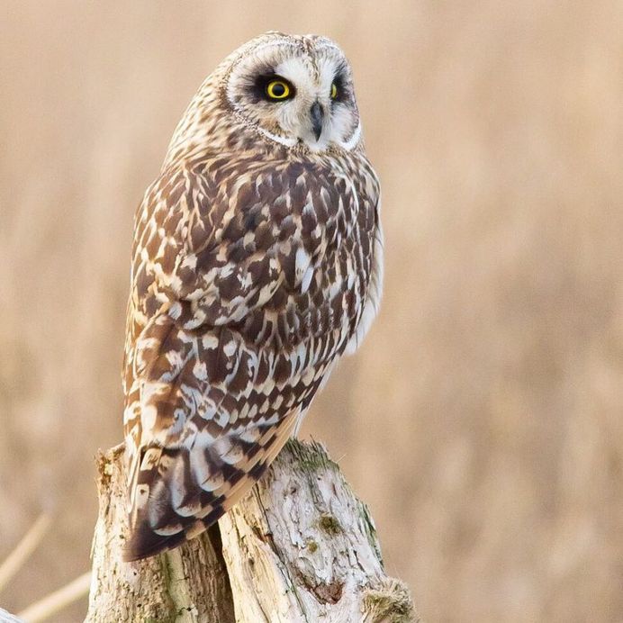 #kings_birds: Stunning Bird Photography by Ben Knoot
