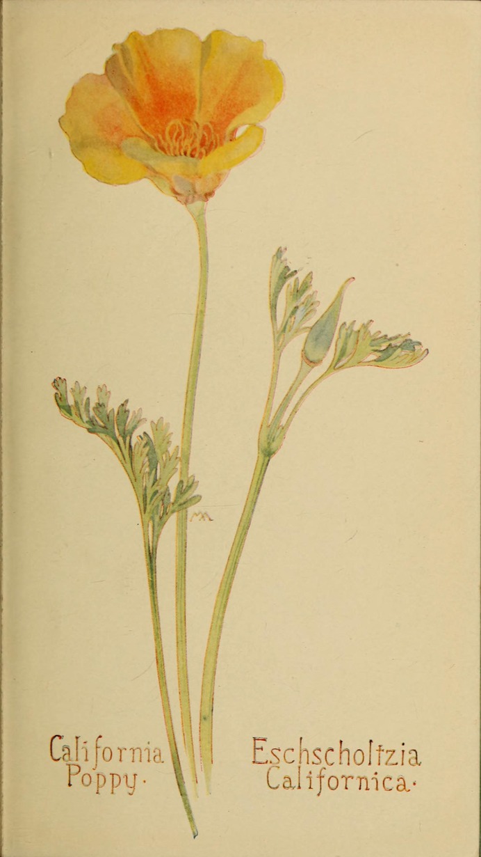 Eschscholtzia_californica_by_Margaret_Neilson_Armstrong.jpg (1798×3200)