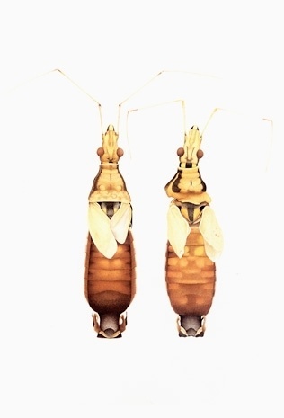Cornelia Hesse-Honegger #cornelia #bug #insect #nuclear #honegger #hesse