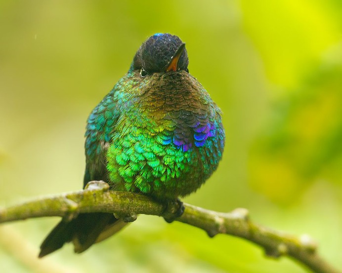 #nuts_about_birds: The Magnificent Birds of Costa Rica by Jalil El Harrar