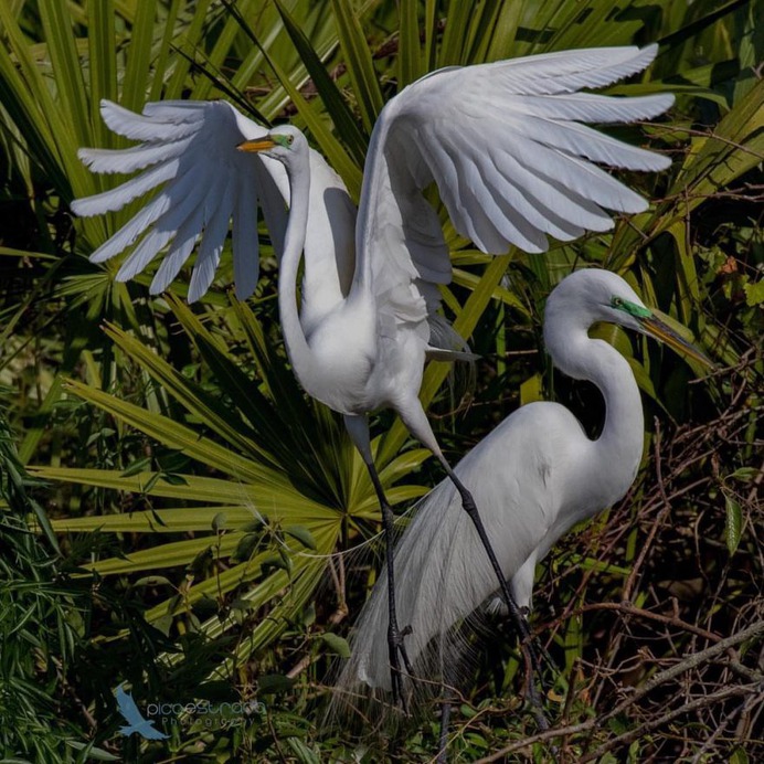 Birds of Florida: Fabulous Bird Photography by Andrea Pico Estrada