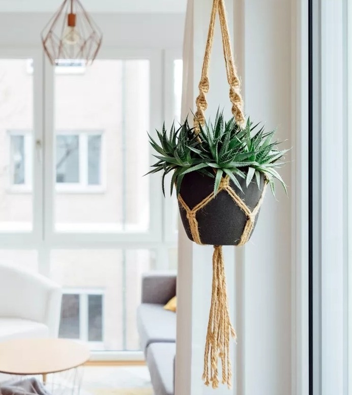Creative ideas to hang plants from the ceiling