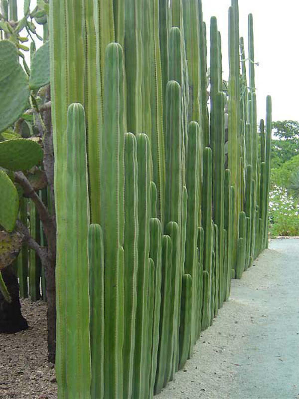 #cactus #fence #green #garden #xeriscaping Pachycereus marginatus - Mexican Fence Post Cactus | World of Succulents