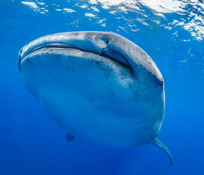 Majestic Underwater Shark Photos by Simon J Pierce
