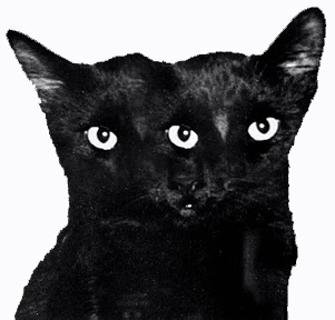 ghostcat3.jpg (301×288) #ghostcapital #cat #black