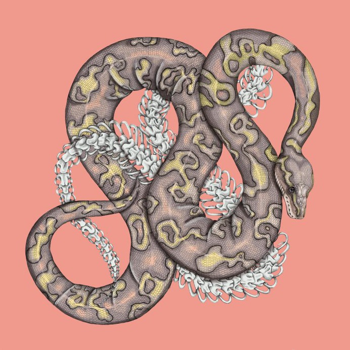 Banana Ball Python