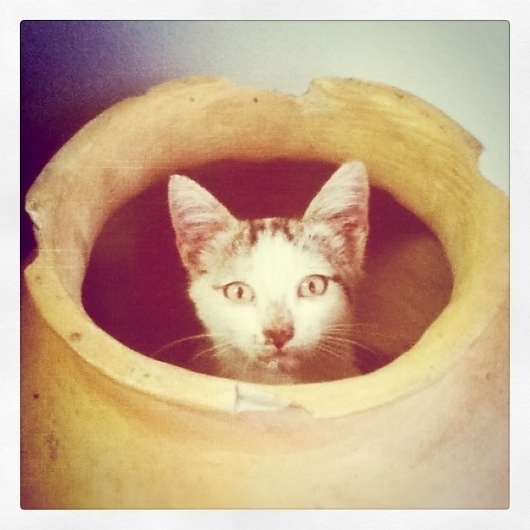 Instagram #cat