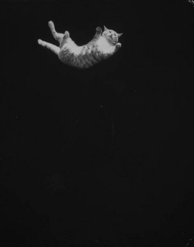 another #falling #cat #black