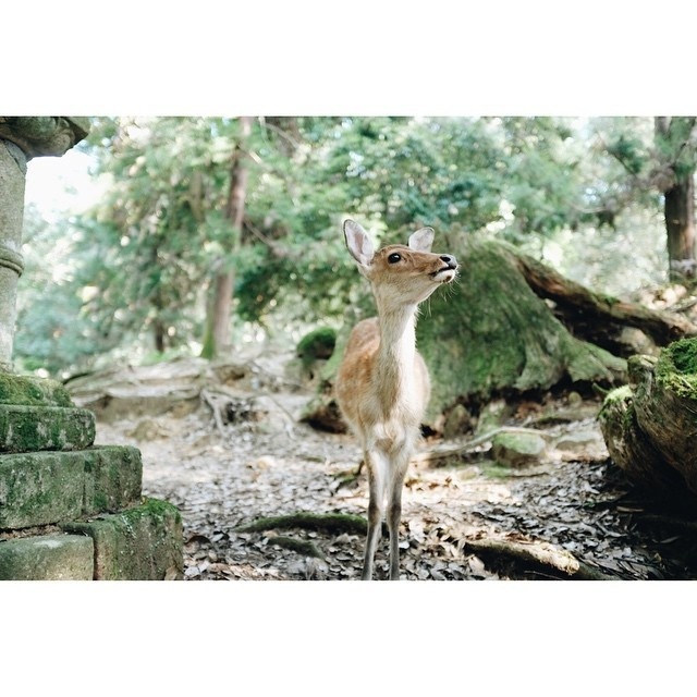http://instagram.com/charlessabas #deer #japanese #photography #nature #sabas #gorgeous #charles #peaceful #japan