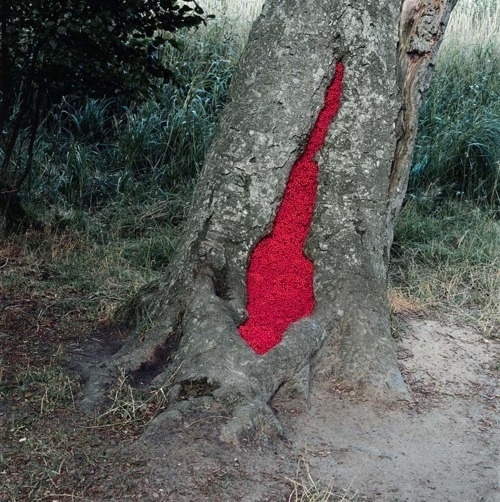 BELVEDÉR #andy #color #nature #goldsworthy #art