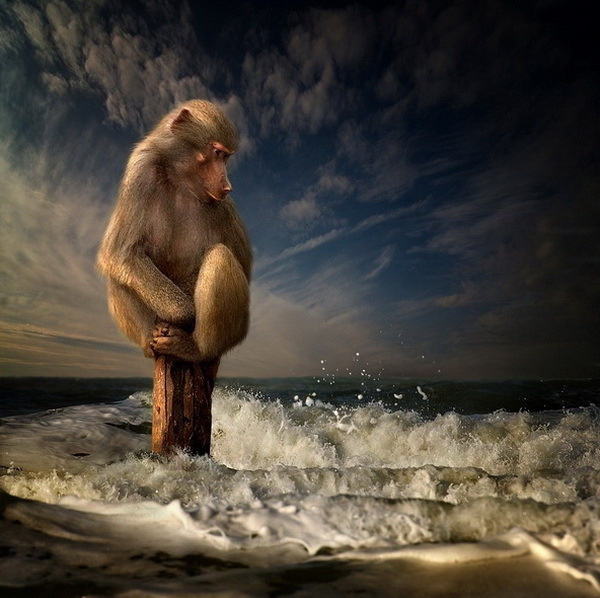 Dog Adventures by Jeannette Oerlemans | Cuded #ocean #water #photo #monkey #fear #foam #sea #manipulation #dry #splash #waves
