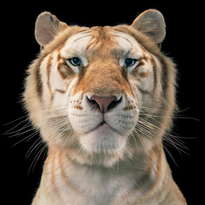 Magnificent Wild Animals Portrait Photography by Tim Flach