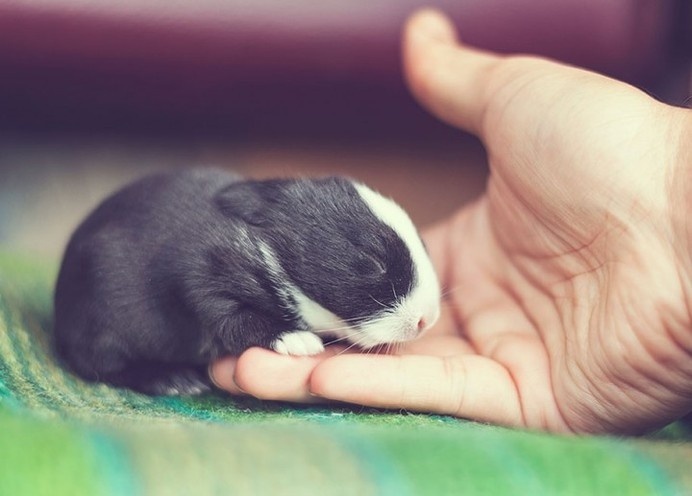 Photographer Documents of Baby Rabbits