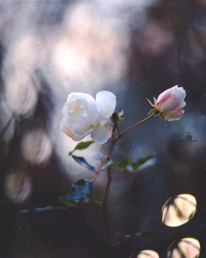Fine Art Flowers Photography by Tatyana Mironova