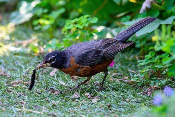 Taking bird photos requires some ingenuity. Birds are fast and high-flying creatures, and getting the perfect shot of them in flight requires skill and practice #birdphotography #birdsphotography #birds #birdphotographytips #photography #photoandtips #animalphotography