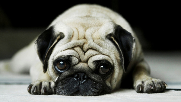 cute animals #cute #animals