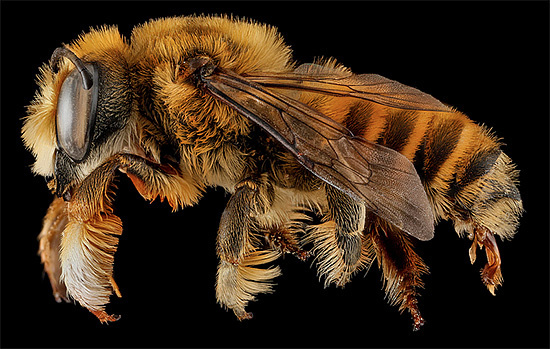 Macro Bee Portraits Photography by Sam Droege #beeMacro #MacroPhotography #InsectPhotos